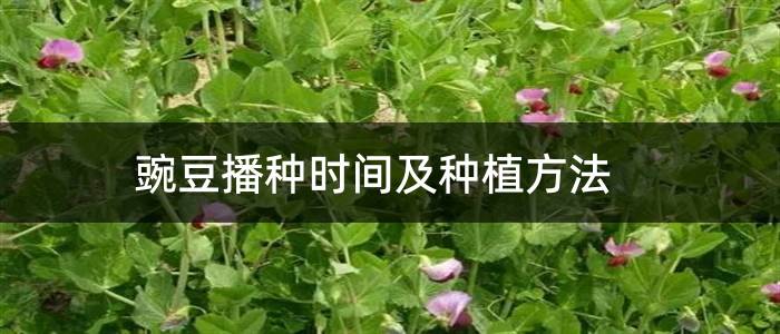 豌豆播种时间及种植方法