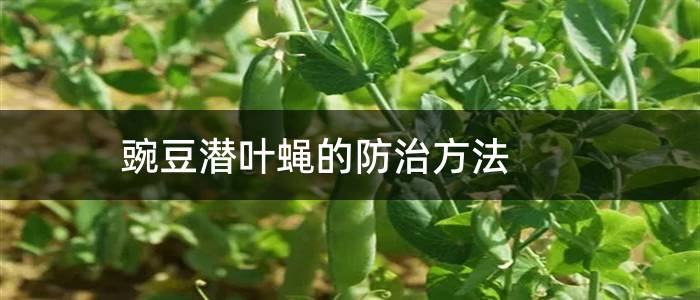 豌豆潜叶蝇的防治方法