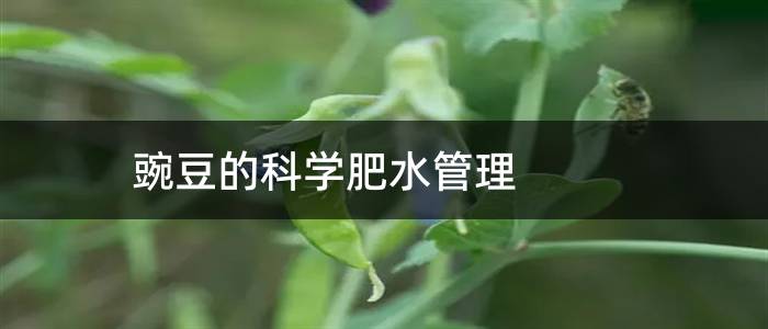 豌豆的科学肥水管理