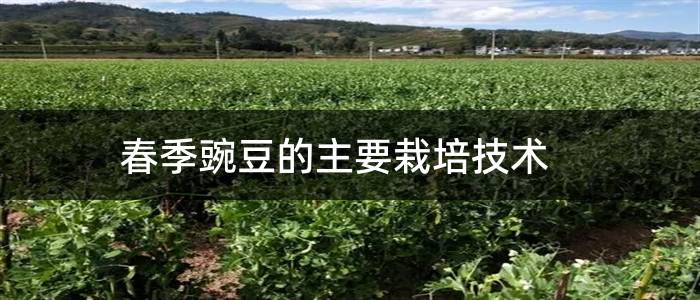 春季豌豆的主要栽培技术