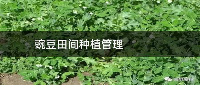 豌豆田间种植管理