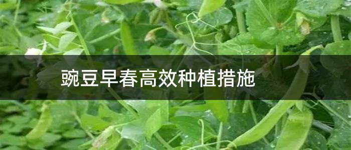 豌豆早春高效种植措施