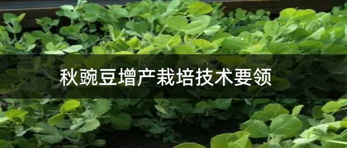 秋豌豆增产栽培技术要领