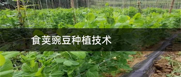 食荚豌豆种植技术