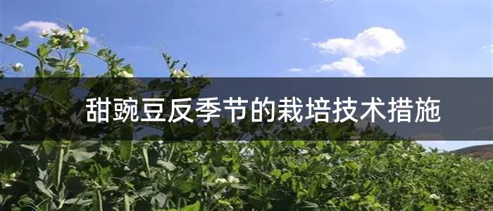 甜豌豆反季节的栽培技术措施