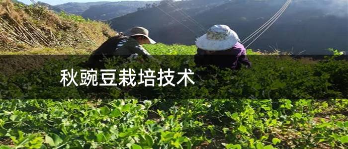 秋豌豆栽培技术