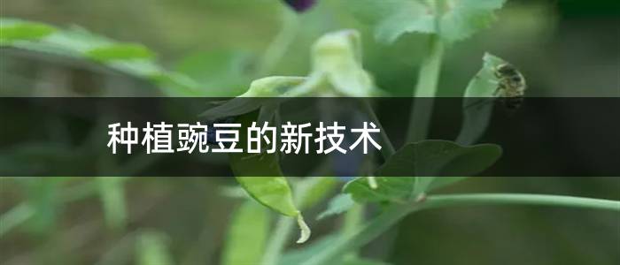 种植豌豆的新技术