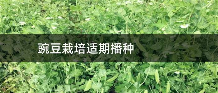 豌豆栽培适期播种