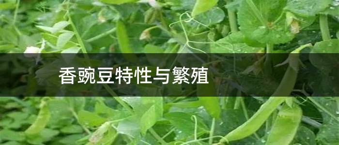香豌豆特性与繁殖