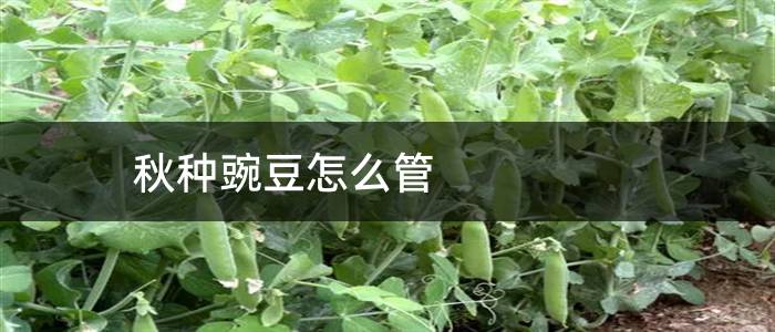 秋种豌豆怎么管