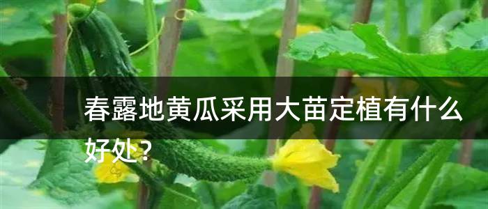 春露地黄瓜采用大苗定植有什么好处？