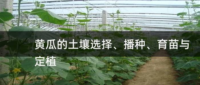 黄瓜的土壤选择、播种、育苗与定植