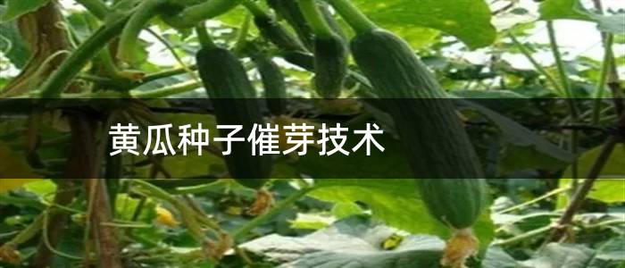 黄瓜种子催芽技术