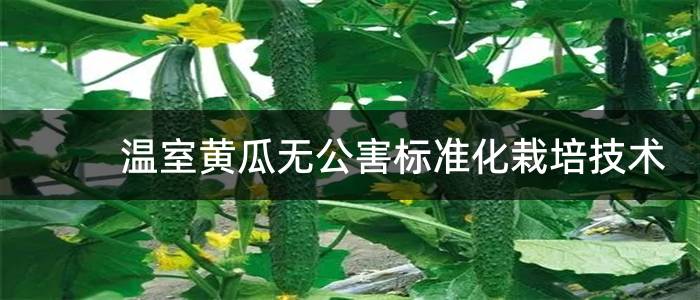 温室黄瓜无公害标准化栽培技术
