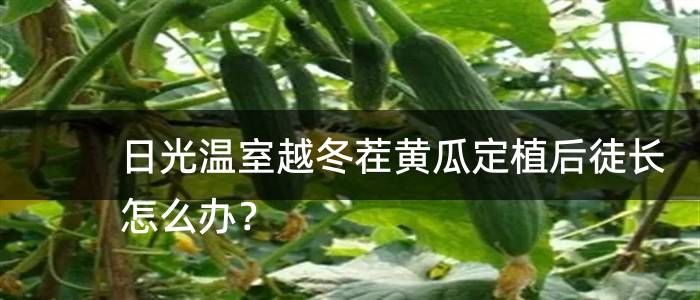 日光温室越冬茬黄瓜定植后徒长怎么办？