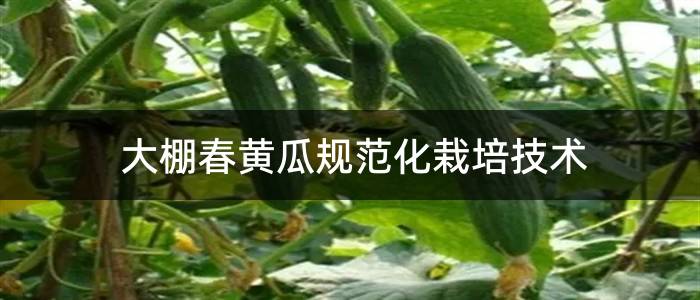 大棚春黄瓜规范化栽培技术