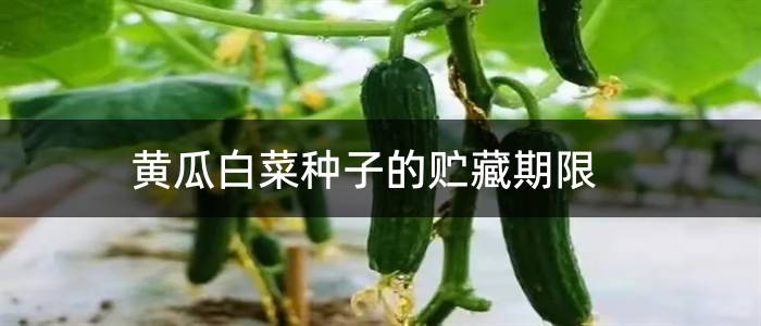 黄瓜白菜种子的贮藏期限