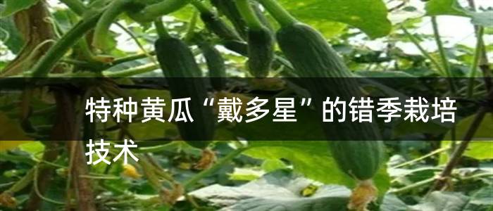 特种黄瓜“戴多星”的错季栽培技术
