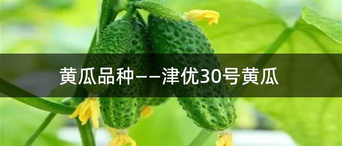 黄瓜品种——津优30号黄瓜