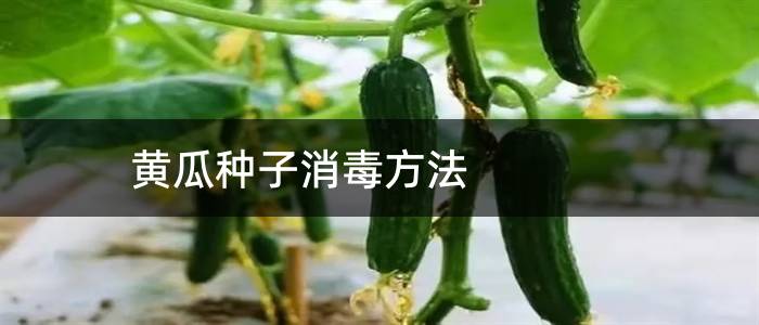 黄瓜种子消毒方法