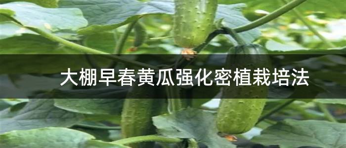 大棚早春黄瓜强化密植栽培法
