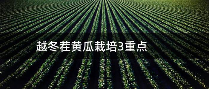 越冬茬黄瓜栽培3重点