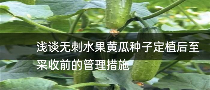 浅谈无刺水果黄瓜种子定植后至采收前的管理措施