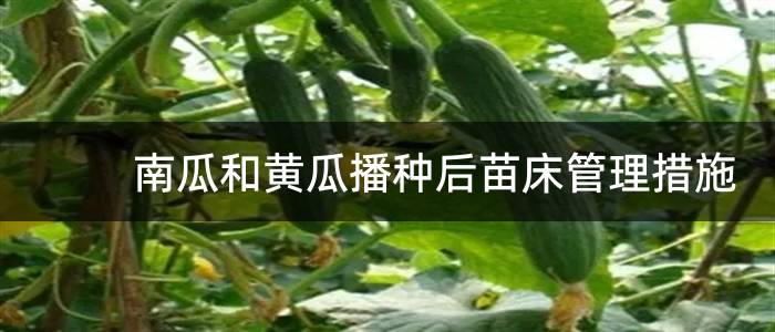 南瓜和黄瓜播种后苗床管理措施