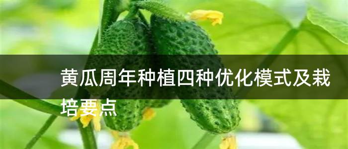 黄瓜周年种植四种优化模式及栽培要点