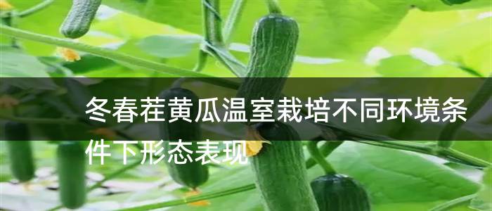 冬春茬黄瓜温室栽培不同环境条件下形态表现