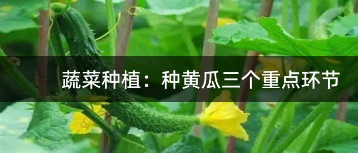 蔬菜种植：种黄瓜三个重点环节