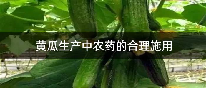 黄瓜生产中农药的合理施用