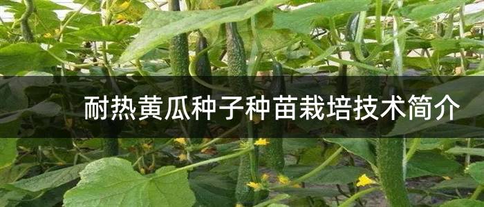 耐热黄瓜种子种苗栽培技术简介