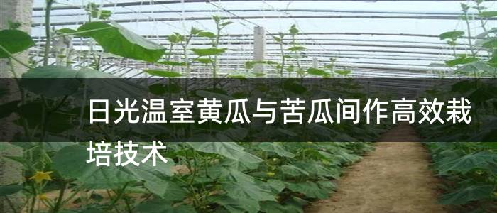 日光温室黄瓜与苦瓜间作高效栽培技术