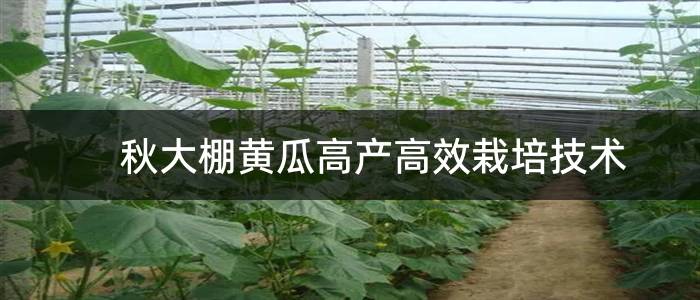 秋大棚黄瓜高产高效栽培技术