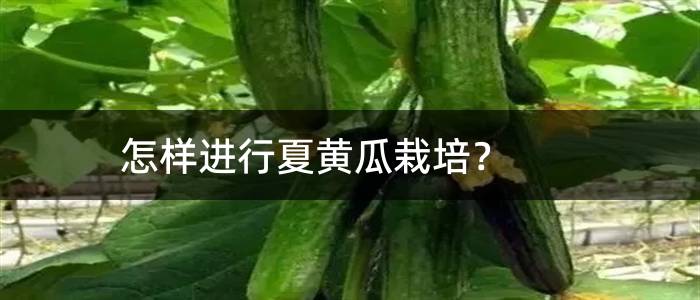 怎样进行夏黄瓜栽培？