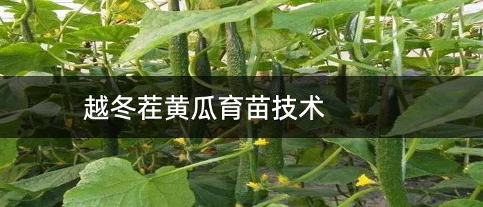 越冬茬黄瓜育苗技术