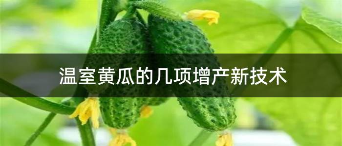 温室黄瓜的几项增产新技术