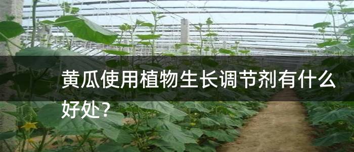 黄瓜使用植物生长调节剂有什么好处？