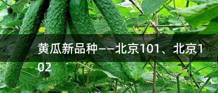 黄瓜新品种——北京101、北京102