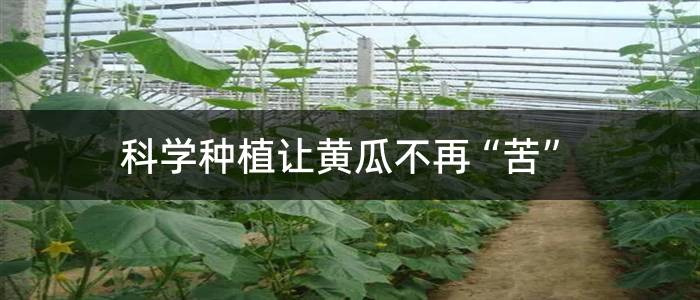 科学种植让黄瓜不再“苦”