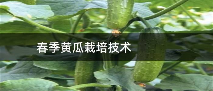 春季黄瓜栽培技术