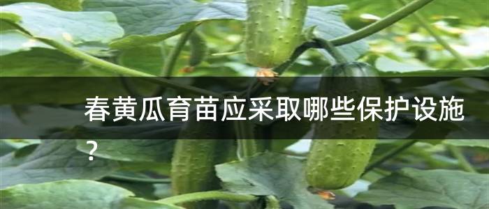 春黄瓜育苗应采取哪些保护设施？