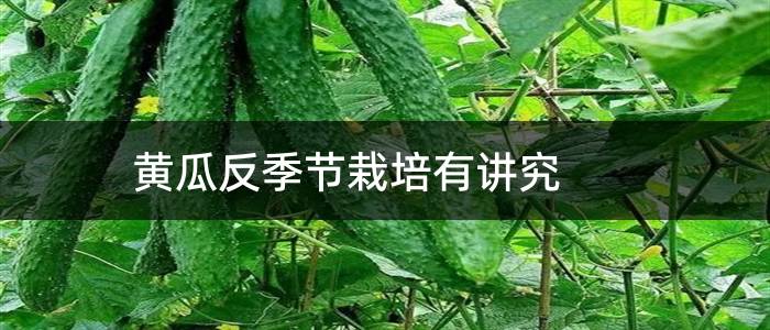 黄瓜反季节栽培有讲究