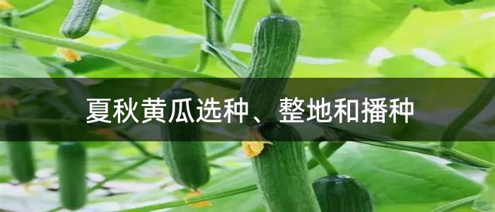 夏秋黄瓜选种、整地和播种