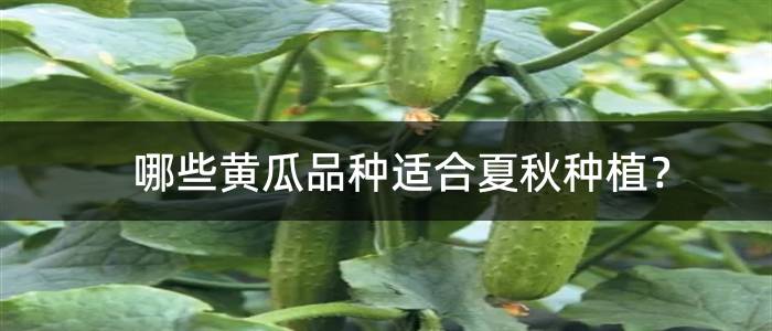 哪些黄瓜品种适合夏秋种植？