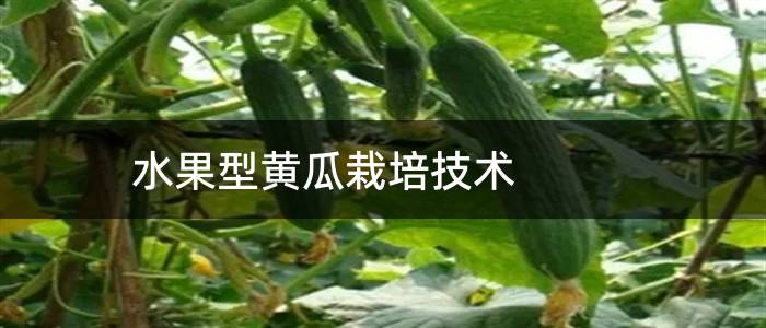 水果型黄瓜栽培技术