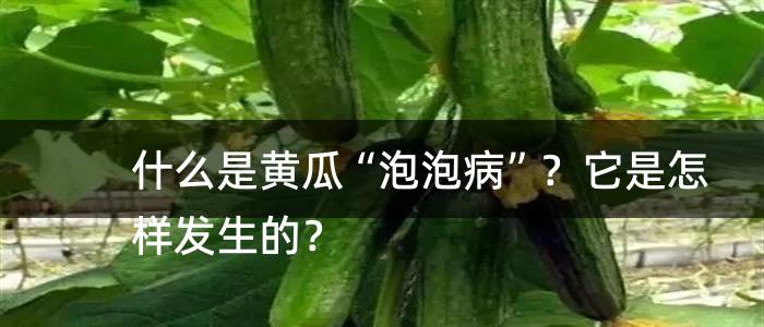 什么是黄瓜“泡泡病”？它是怎样发生的？