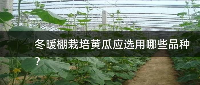 冬暖棚栽培黄瓜应选用哪些品种？