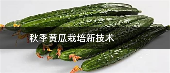 秋季黄瓜栽培新技术